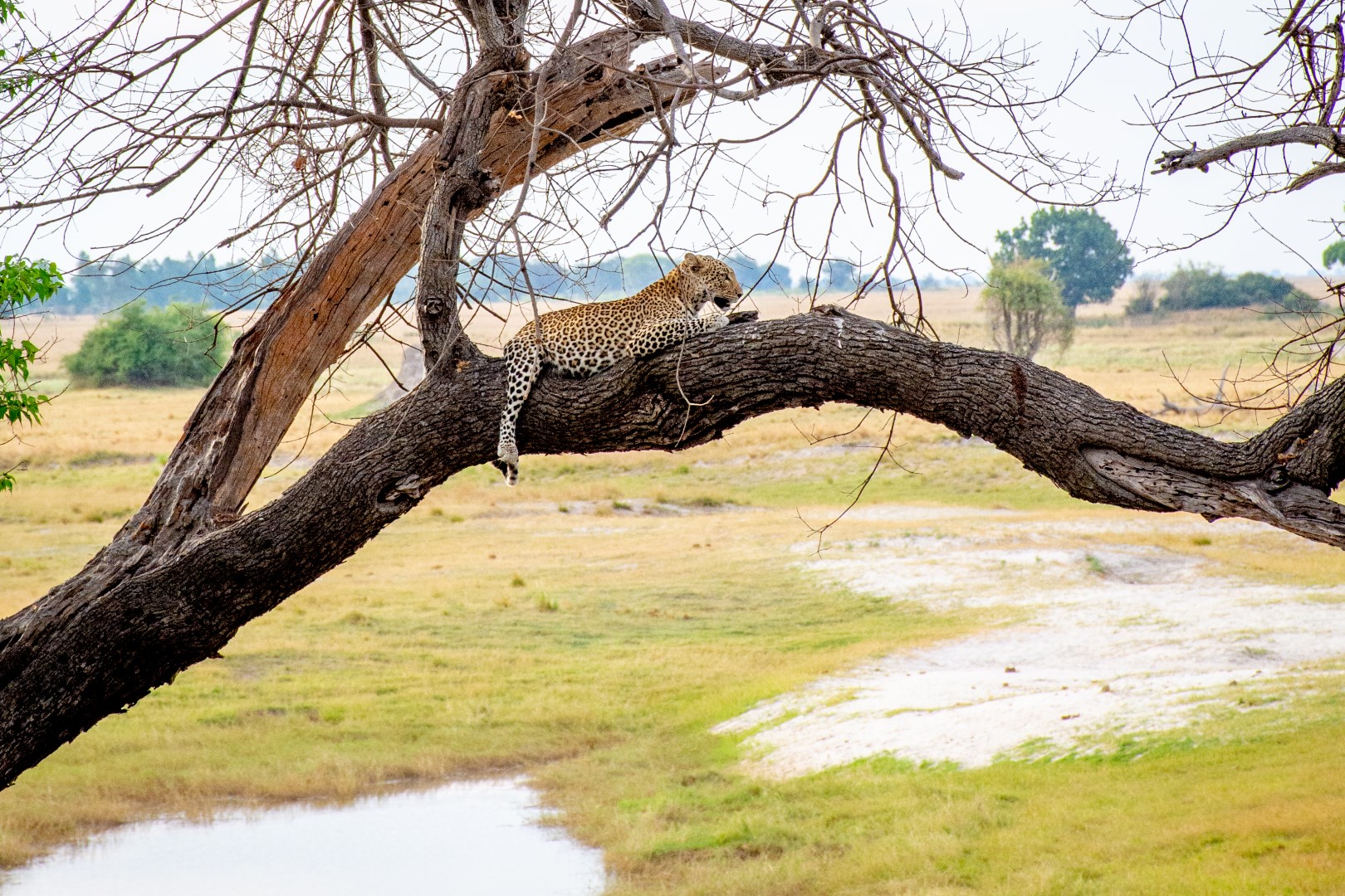 Chobe Safari Lodge - Image 17